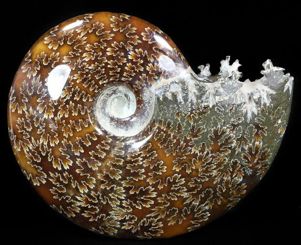 Cleoniceras Ammonite Fossil - Madagascar #40906